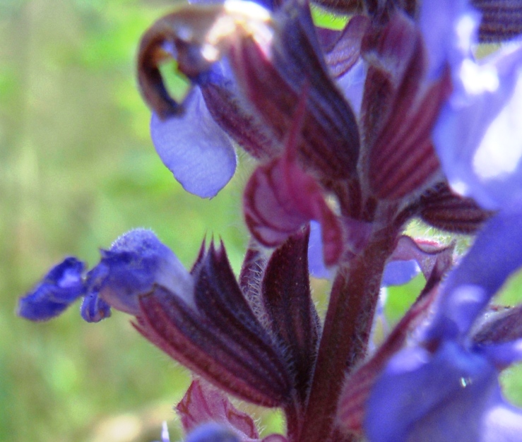 Salvia nemorosa